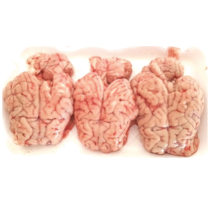 Lamb/Goat Brain (each)